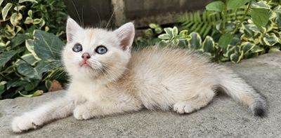 Британский шиншилла мальчик