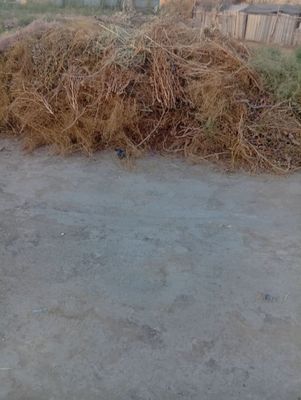 Tikon sotiladi kelishiladi