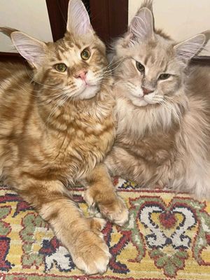 Рыжие коты Мейн кун полидакты