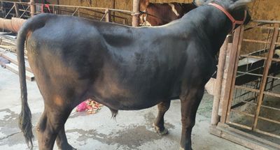 Angus buqa sotiladi