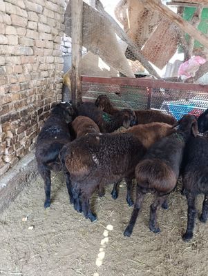 Qozi qochqorla sotiladi.