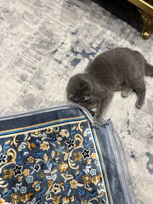 Biritaniski zotli mushuk ayasi balari sotiladi.
