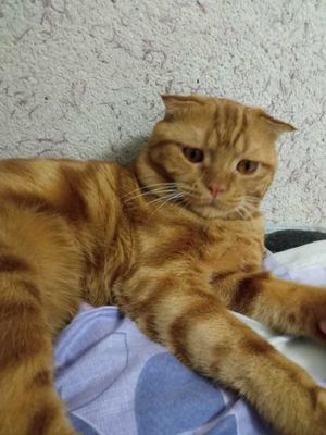 Продается кот скотиш фолд