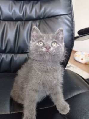 Продается котенок мальчик скотиш страйт