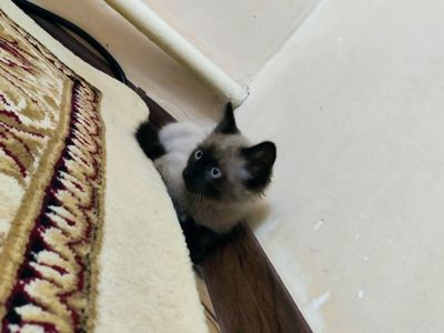 Сиамский котёнок мальчик 1.5 месяца