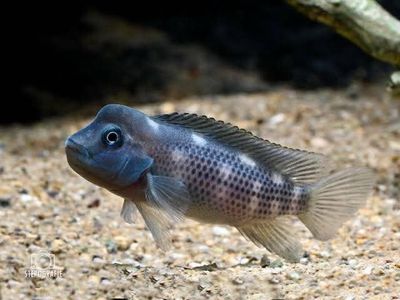 Tanganika cichlids Stearocranus Narxlari chiqdi 2+3 sm 25$ dan