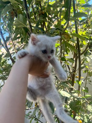 Очаровательный котёнок ищет новый дом!