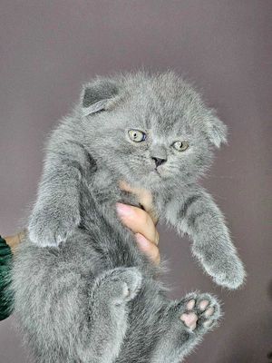 Zotdor Scottish Fold qoʻlga oʻrgarilgan aqili mushuk srochna sotiladi