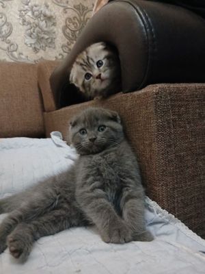 Срочно продаются котята