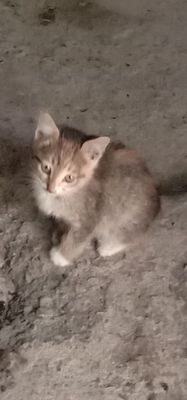 Даром котенок в хорошие руки руки