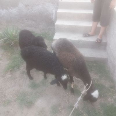 Egiz ona bola qoʻylar
