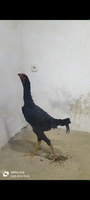 Xoroz rovuqlar sotiladi