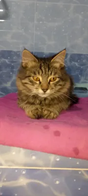 Продаётся кот. Мушук сотилади