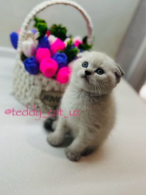 Серебристая шиншилла медвежаты чистокровные