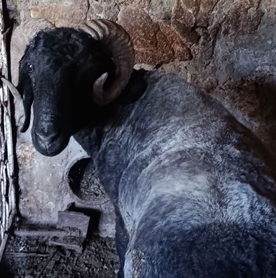 3 YOSHAR Arzon Jangari Katta Semiz Qochqor sotiladi