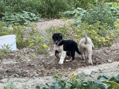 итлар сотилади