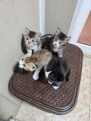 Britanskiy shinshila cat