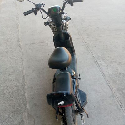 DRONGO. F