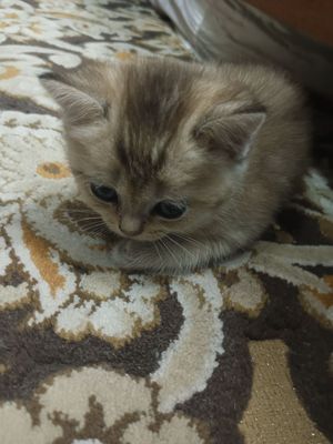 Котята 2 месяца шиншилла