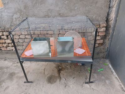 sotiladi quyon inlari
