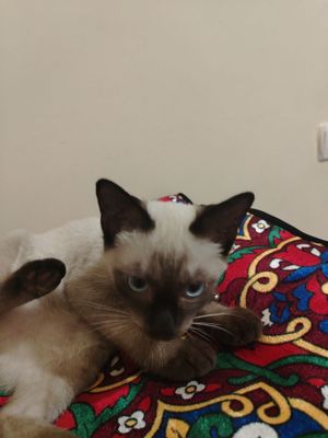 Котёнок сиамский