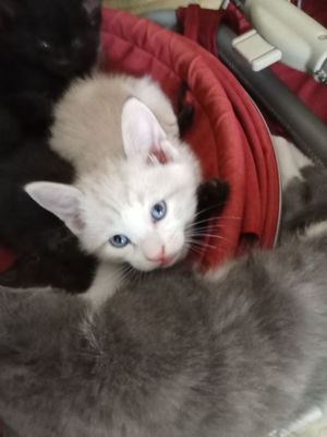 Продаю Котенка Сиамского