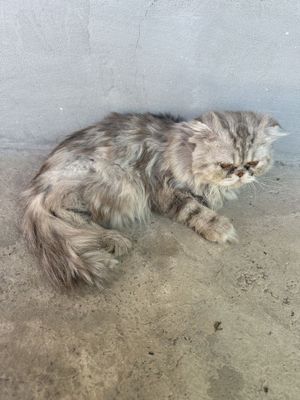 Mushuk sotiladi. Persian zotli mushuk