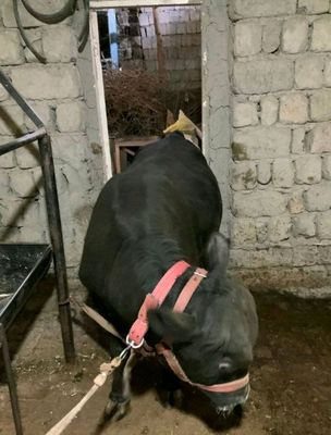 ангуст хукуз сотилади