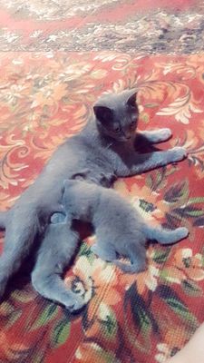 skot strayt zotdor. ona bola sotiladi juda aqlli