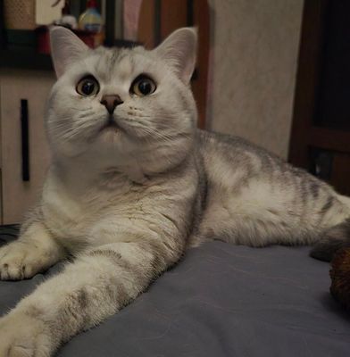 Vyazka qizlarni taklif qilamiz