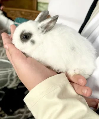 Карликовые кролики