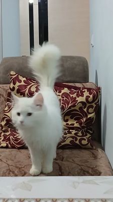 Bir juft asil zotili mushuglar bir joyga sotiladi