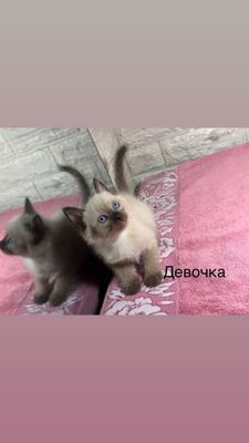 Продаются Шикарные котята
