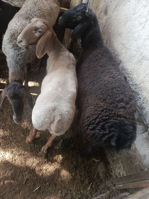 Кучкор куйлар сотувда