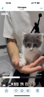 кошечка.