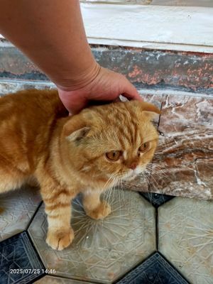Кот вислоухий бритш