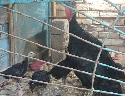 Продаются индюшата