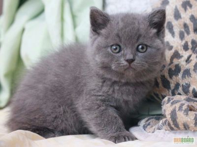 Скотиш страйт мальчики от правильной вязки