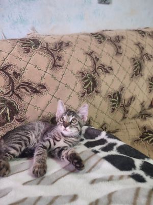Кошка сиамская смесь