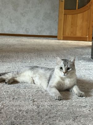 Британская кот для вязки