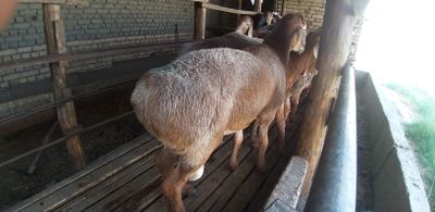 Arashan zotdor qo'ylar