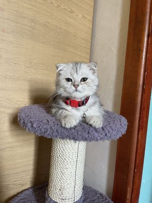 Продаётся кошка Шотландская вислоухая кошка