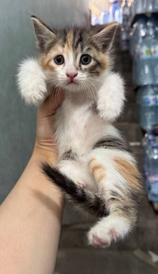 Отдам котят в хорошие руки