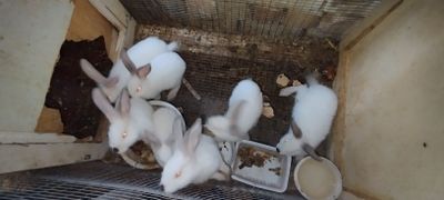 Zotdor quyon,tez koʻpayadi,goʻshti uchun boqiladi