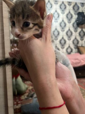 Отдам котенка-ласковую девочку
