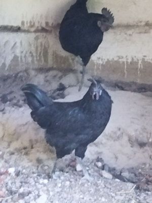 Ухейлюй хурозини товугига алмашаман еки сотаман.