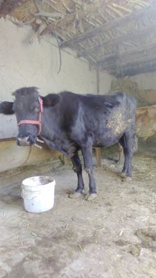 Она бола сигир боласи бука