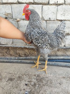 Plimutrok joʻja xoʻrozlar sotiladi