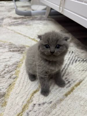 Продаются котята по 100 долл.