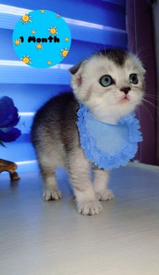 Продаётся котёнок